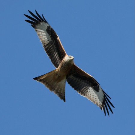 Röd glada Foto: Sven-Olof Martinsson